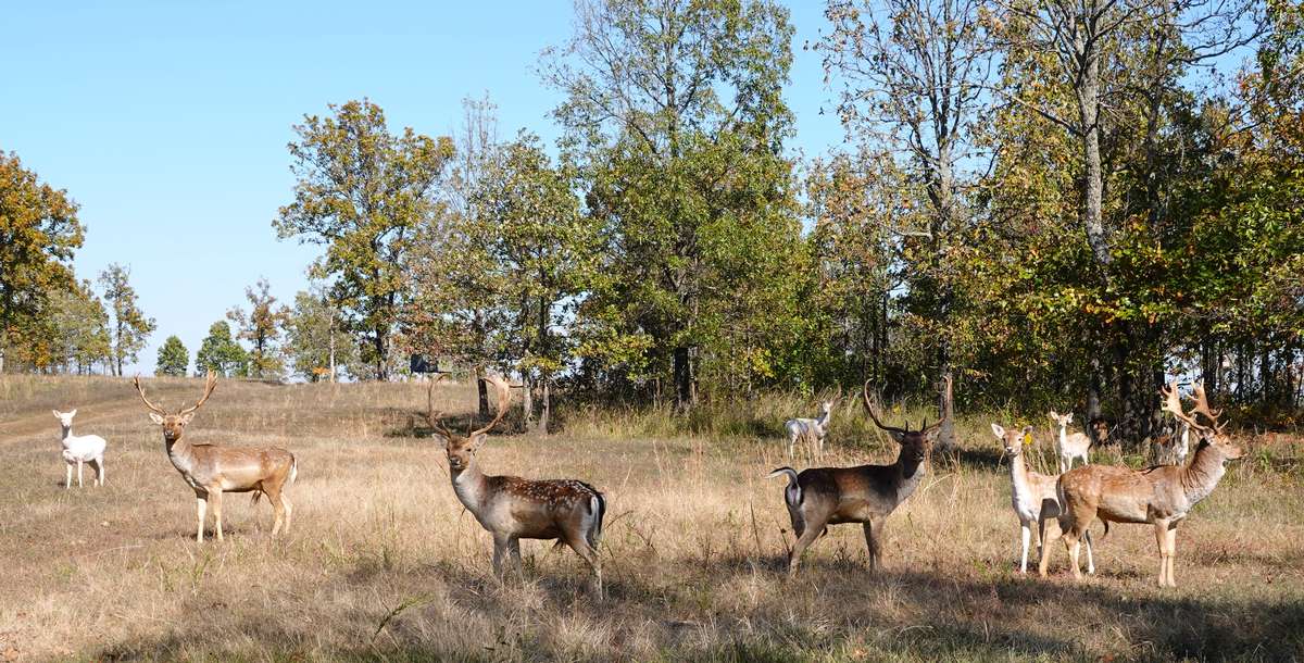 Fallow Deer Hunts