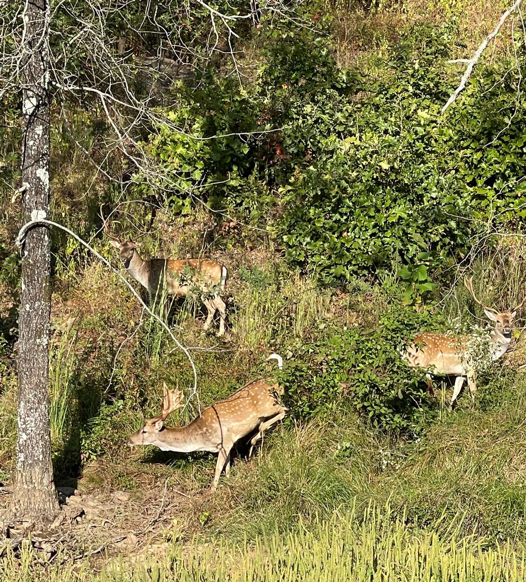 Oklahoma Axis Deer Hunts | Hunt Mill Hollow Ranch